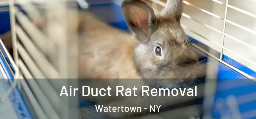  Air Duct Rat Removal Watertown - NY