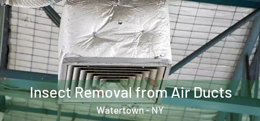 Insect Removal from Air Ducts Watertown - NY